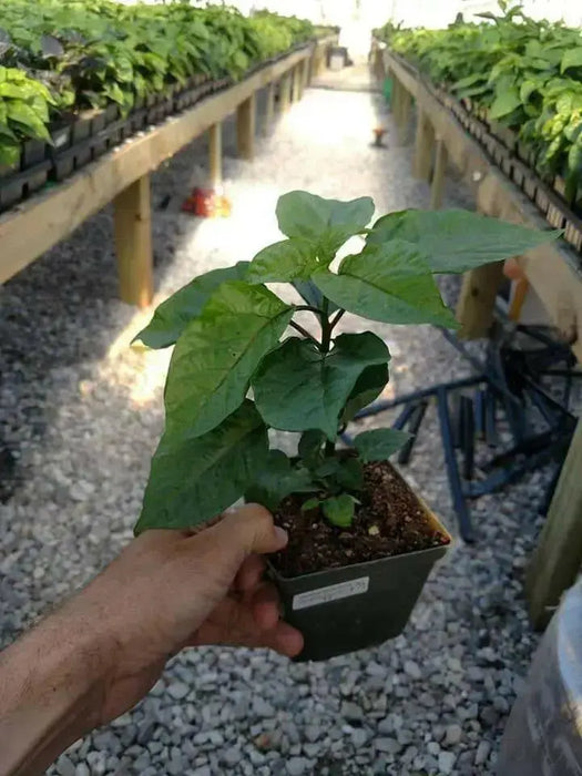 AJI AMARILLO ( Live PEPPER PLANT) Peruvian Chilli, YELLOW  PEPPER - Caribbean garden seed