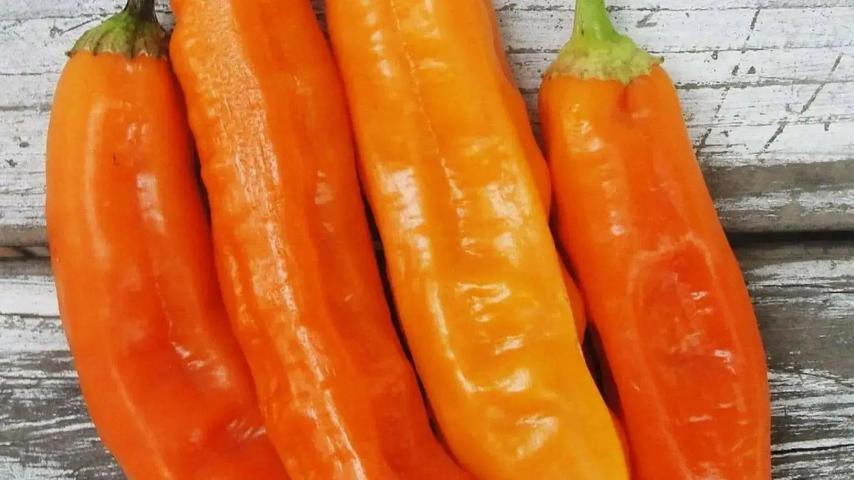 AJI AMARILLO ( Live PEPPER PLANT) Peruvian Chilli, YELLOW  PEPPER - Caribbean garden seed