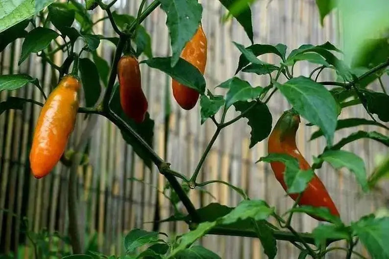 AJI AMARILLO ( Live PEPPER PLANT) Peruvian Chilli, YELLOW  PEPPER - Caribbean garden seed