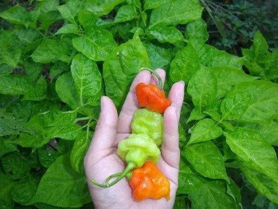 Aji Cito Pepper ( Fresh Pods) AJI DULCE #1 ,CARIBBEAN PRODUCT - Caribbean garden seed