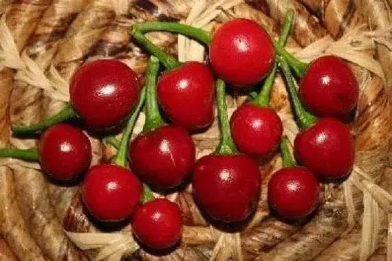 Aji Cereza ( Pepper Seeds) Capsicum Annuum , Very Rare Heirloom pepper ! - Caribbean garden seed