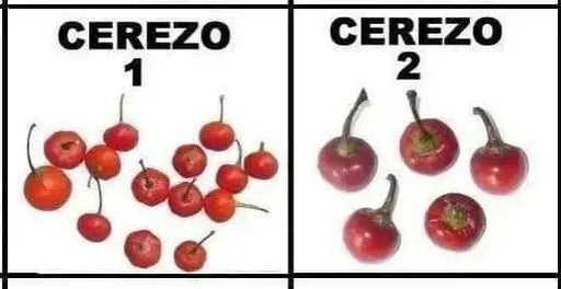 Aji Cereza ( Pepper Seeds) Capsicum Annuum , Very Rare Heirloom pepper ! - Caribbean garden seed