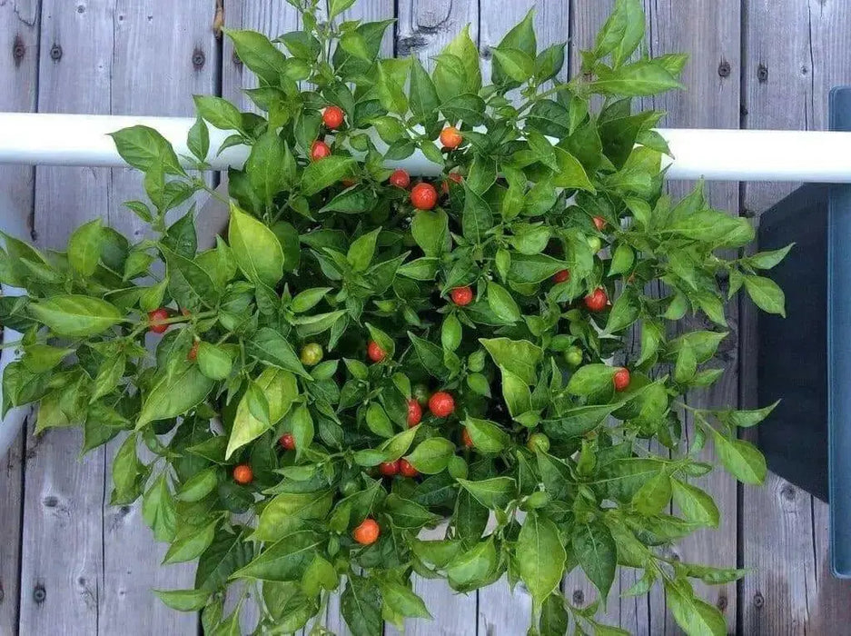 Aji Cereza ( Pepper Seeds) Capsicum Annuum , Very Rare Heirloom pepper ! - Caribbean garden seed