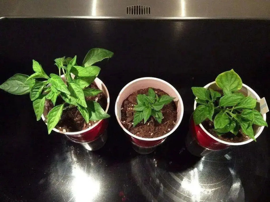 Aji Cereza ( Pepper Seeds) Capsicum Annuum , Very Rare Heirloom pepper ! - Caribbean garden seed