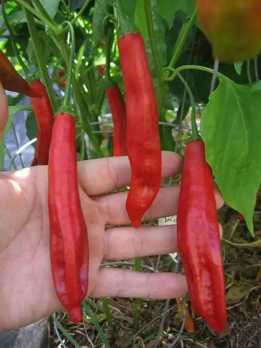 Aji Colorado Chile Peppers Seeds(Capiscum baccatum), sweet peppers - Caribbean garden seed
