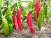 Aji Colorado Chile Peppers Seeds(Capiscum baccatum), sweet peppers - Caribbean garden seed