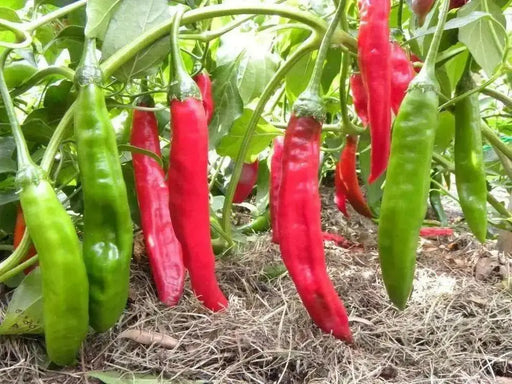 Aji Colorado Chile Peppers Seeds(Capiscum baccatum), sweet peppers - Caribbean garden seed