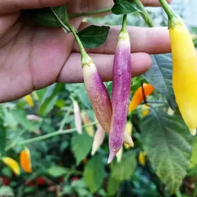 Aji Challuaruro Amarillo ( Live PEPPER PLANT) from peru - Caribbean garden seed