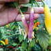 Aji Challuaruro Amarillo ( Live PEPPER PLANT) from peru - Caribbean garden seed