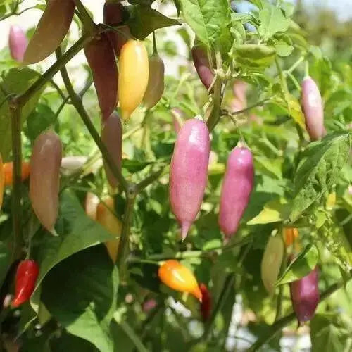 Aji Challuaruro Amarillo ( Live PEPPER PLANT) from peru - Caribbean garden seed