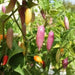 Aji Challuaruro Amarillo ( Live PEPPER PLANT) from peru - Caribbean garden seed
