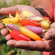 Aji Challuaruro Amarillo ( Live PEPPER PLANT) from peru - Caribbean garden seed