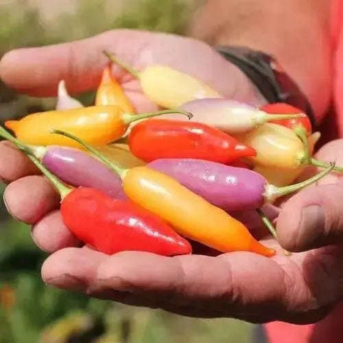 Aji Challuaruro Amarillo ( Live PEPPER PLANT) from peru - Caribbean garden seed
