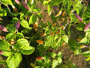 Aji Challuaruro Amarillo ( Live PEPPER PLANT) from peru - Caribbean garden seed
