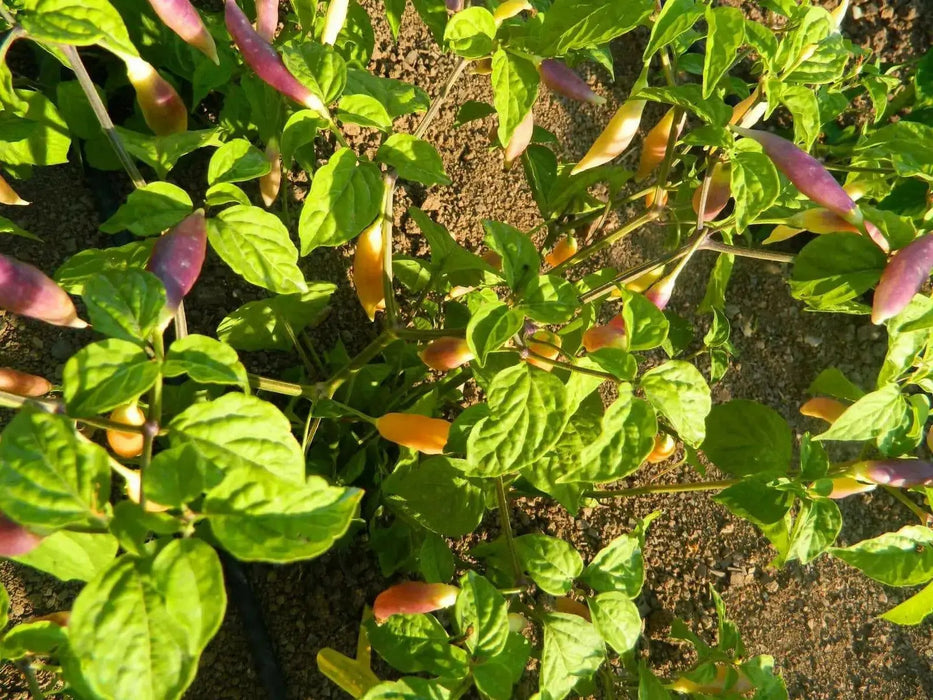 Aji Challuaruro Amarillo ( Live PEPPER PLANT) from peru - Caribbean garden seed