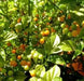 Aji Charapita Hot Pepper Seeds ,Capsicum frutescens, - Caribbean garden seed