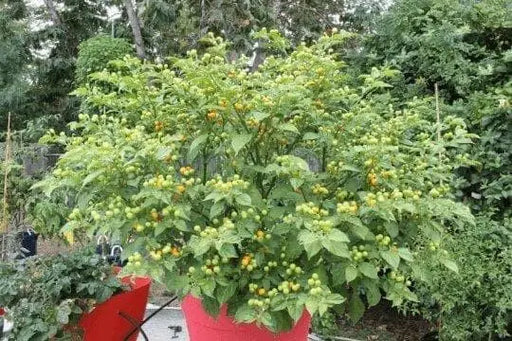 Aji Charapita Hot Pepper Seeds ,Capsicum frutescens, - Caribbean garden seed