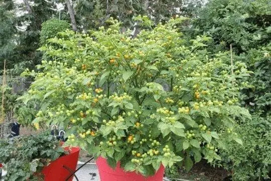 Aji Charapita Hot Pepper Seeds ,Capsicum frutescens, - Caribbean garden seed