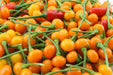 Aji Charapita Hot Pepper Seeds ,Capsicum frutescens, - Caribbean garden seed