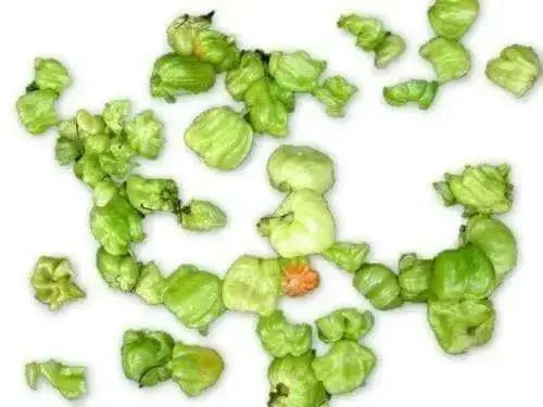 Aji Chombo Hot Pepper Seeds, Capsicum Chininese - Caribbean garden seed