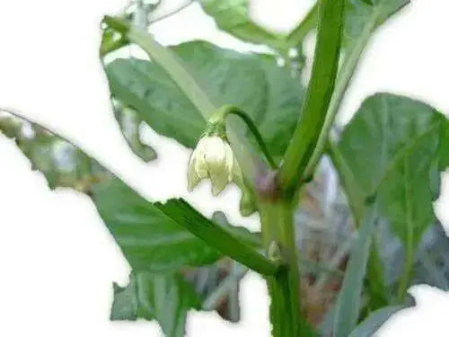 Aji Chombo Hot Pepper Seeds, Capsicum Chininese - Caribbean garden seed