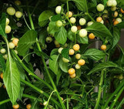 Aji Charapita PEACH, Hot Pepper Seeds ,Capsicum frutescens - Caribbean garden seed