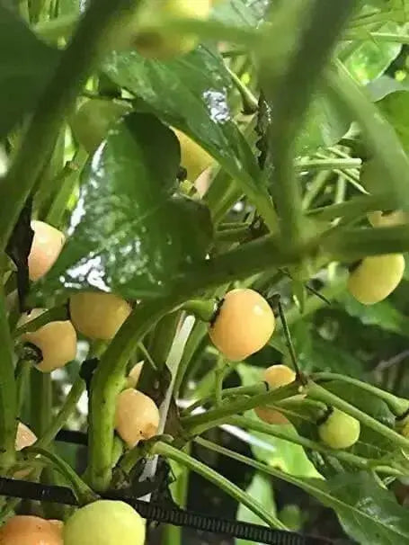 Aji Charapita PEACH, Hot Pepper Seeds ,Capsicum frutescens - Caribbean garden seed