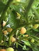 Aji Charapita PEACH, Hot Pepper Seeds ,Capsicum frutescens - Caribbean garden seed