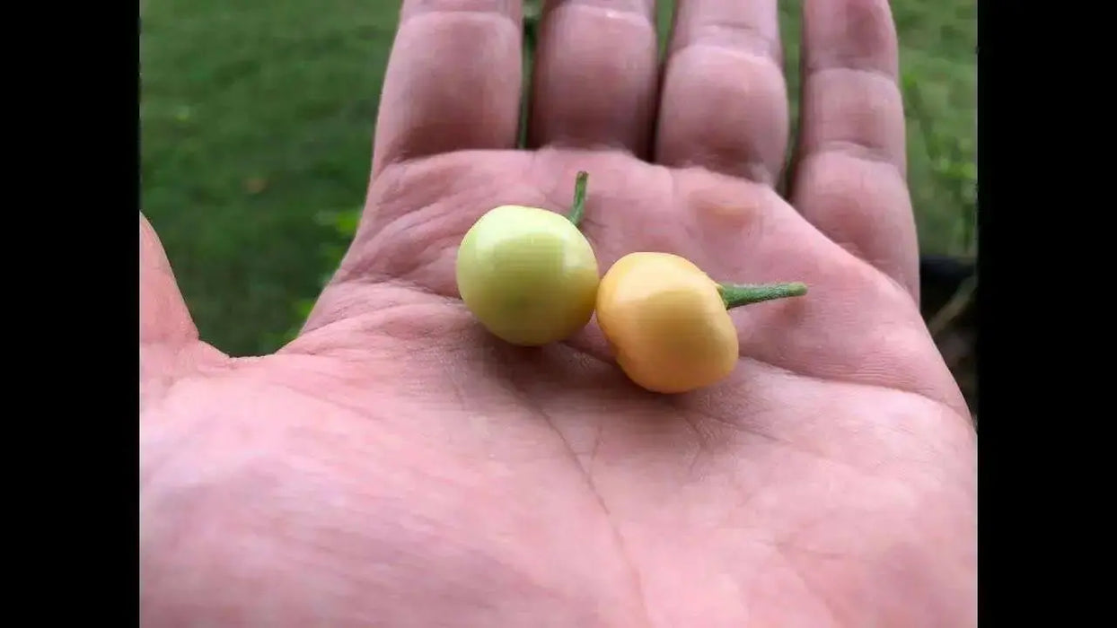Aji Charapita PEACH, Hot Pepper Seeds ,Capsicum frutescens - Caribbean garden seed