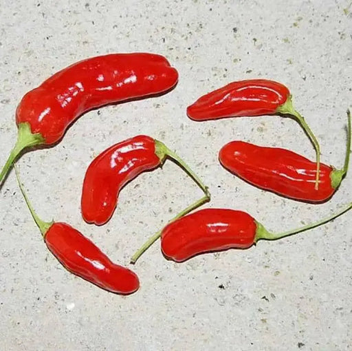 Aji de Guioso, Medium hot (Capsicum chinense) hot pepper - Caribbean garden seed