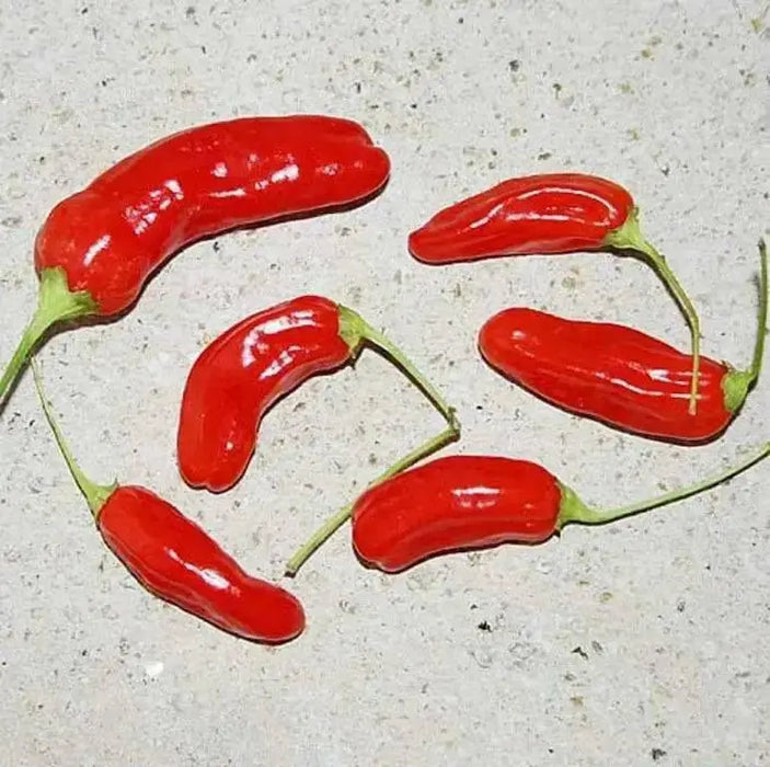 Aji de Guioso, Medium hot (Capsicum chinense) hot pepper - Caribbean garden seed