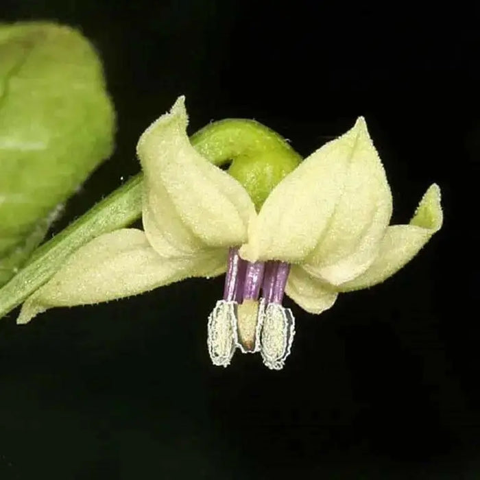 Aji de Guioso, Medium hot (Capsicum chinense) hot pepper - Caribbean garden seed