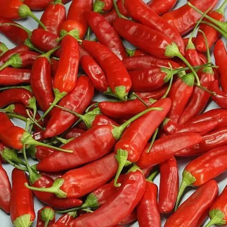 Aji de Guioso, Medium hot (Capsicum chinense) hot pepper - Caribbean garden seed