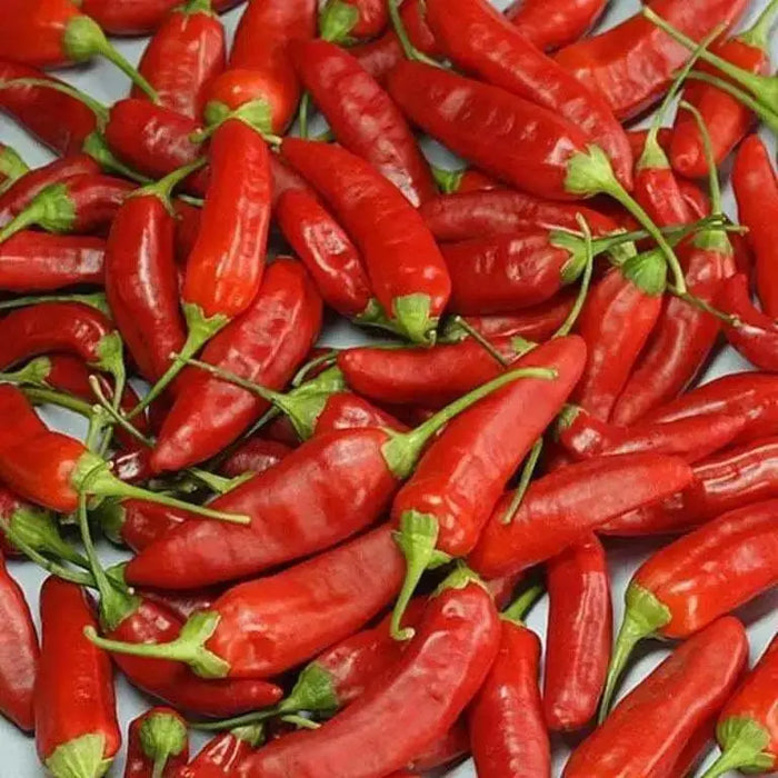 Aji de Guioso, Medium hot (Capsicum chinense) hot pepper - Caribbean garden seed