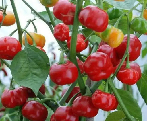 Aji Cochabamba Hot Chili ,Pepper Seeds, Capsicum chinense - Caribbean garden seed