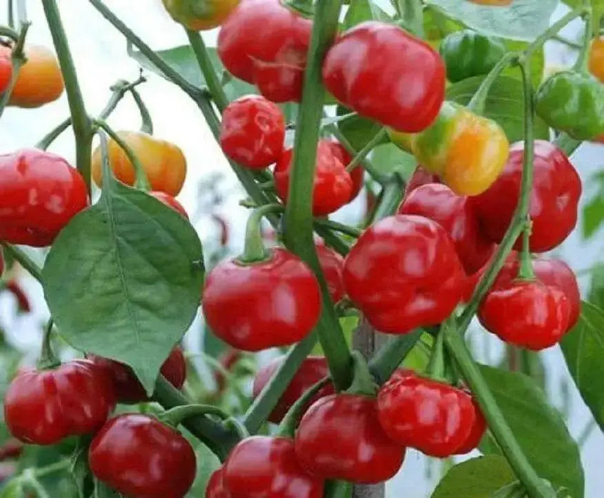 Aji Cochabamba Hot Chili ,Pepper Seeds, Capsicum chinense - Caribbean garden seed