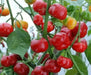 Aji Cochabamba Hot Chili ,Pepper Seeds, Capsicum chinense - Caribbean garden seed