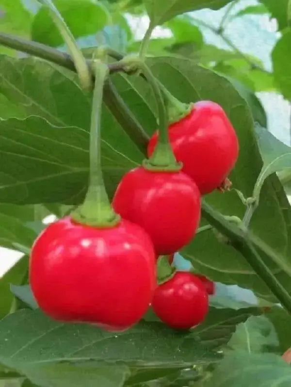 Aji Cochabamba Hot Chili ,Pepper Seeds, Capsicum chinense - Caribbean garden seed
