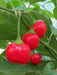 Aji Cochabamba Hot Chili ,Pepper Seeds, Capsicum chinense - Caribbean garden seed