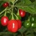 Aji Cochabamba Hot Chili ,Pepper Seeds, Capsicum chinense - Caribbean garden seed