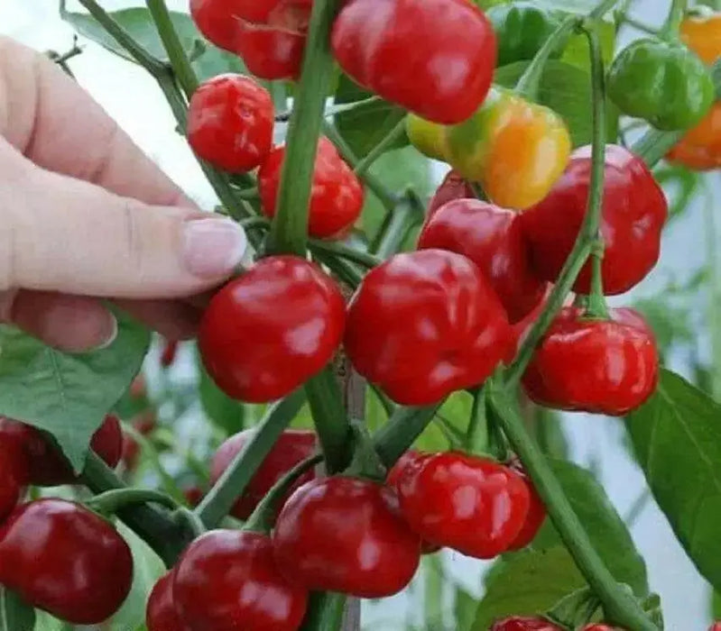 Aji Cochabamba Hot Chili ,Pepper Seeds, Capsicum chinense - Caribbean garden seed