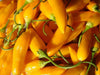 AJI CITO HOT PEPPER SEEDS  (Capsicum. baccatum) ORGANIC HEIRLOOM ,NON GMO! - Caribbean garden seed