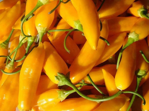 AJI CITO HOT PEPPER SEEDS  (Capsicum. baccatum) ORGANIC HEIRLOOM ,NON GMO! - Caribbean garden seed