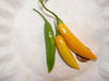 AJI CITO HOT PEPPER SEEDS  (Capsicum. baccatum) ORGANIC HEIRLOOM ,NON GMO! - Caribbean garden seed