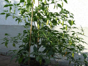 AJI CITO HOT PEPPER SEEDS  (Capsicum. baccatum) ORGANIC HEIRLOOM ,NON GMO! - Caribbean garden seed