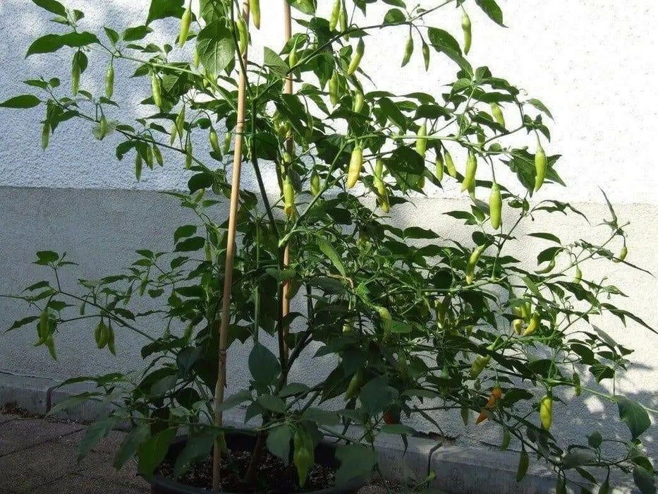 AJI CITO HOT PEPPER SEEDS  (Capsicum. baccatum) ORGANIC HEIRLOOM ,NON GMO! - Caribbean garden seed