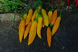 AJI CITO HOT PEPPER SEEDS  (Capsicum. baccatum) ORGANIC HEIRLOOM ,NON GMO! - Caribbean garden seed