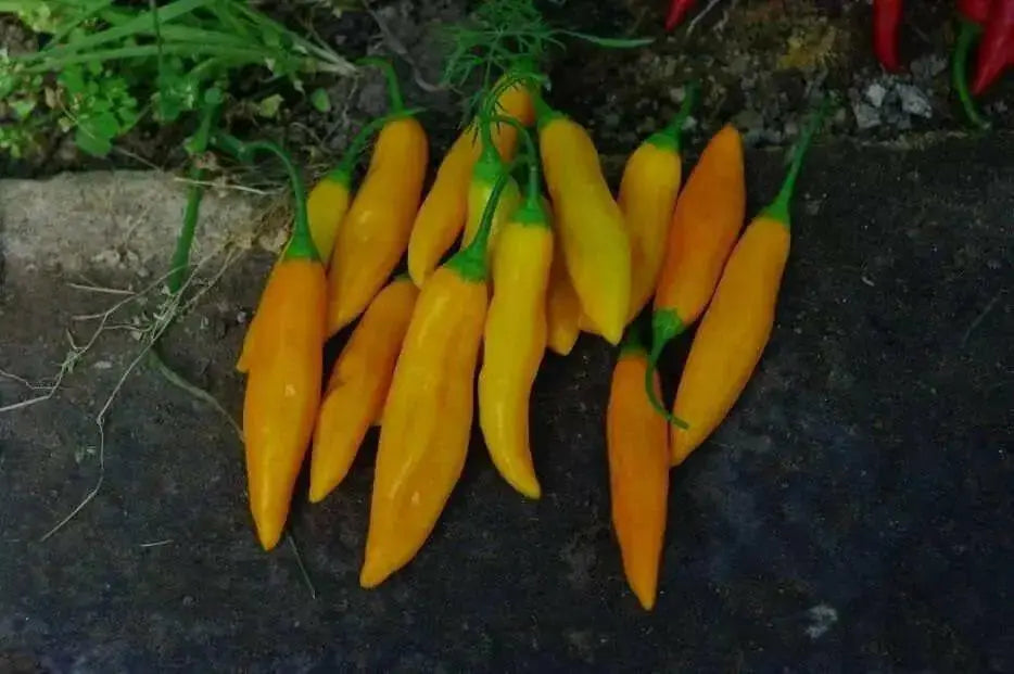 AJI CITO HOT PEPPER SEEDS  (Capsicum. baccatum) ORGANIC HEIRLOOM ,NON GMO! - Caribbean garden seed