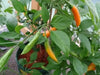 AJI CITO HOT PEPPER SEEDS  (Capsicum. baccatum) ORGANIC HEIRLOOM ,NON GMO! - Caribbean garden seed
