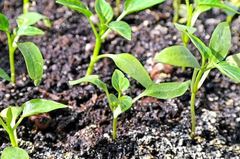 Aji DULCE (LIVE Pepper PLANT) Capsicum chinense, NO HEAT - Caribbean garden seed